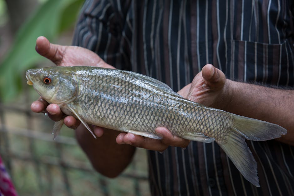 A man proudly holds a freshly caught Rohu fish, showcasing traditional fishing in Bangladesh.