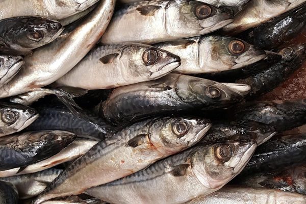 fish, fish fillet, nature, seafood